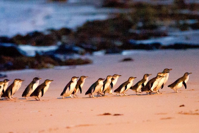 Phillip Island Day Trip from Melbourne with Penguin Plus Viewing Platform - Four things to know before you book