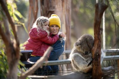 Phillip Island Penguin and Koala Highlights Day-Trip from Melbourne