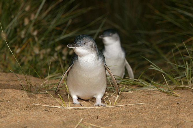 Phillip Island Penguin and Koala Highlights Day-Trip from Melbourne - The Penguin Parade after sunset