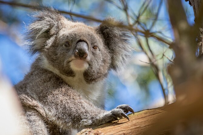 Phillip Island Penguin and Koala Highlights Day-Trip from Melbourne - Is $125.52 good value?