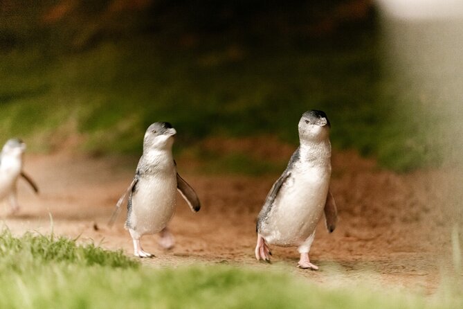 Phillip Island Penguin and Koala Highlights Day-Trip from Melbourne - Who will enjoy this outing most?