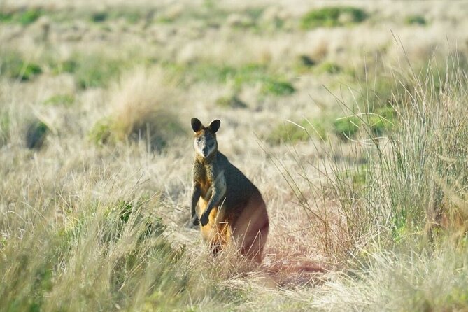 Phillip Island & Penguin Parade Afternoon Eco Tour from Melbourne - Cowes: a one-hour dinner break