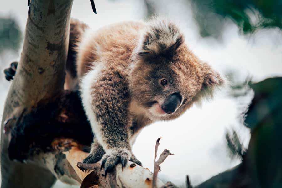 Phillip Island: Penguin Parade and Multi Attraction Pass - Key points to know before you go