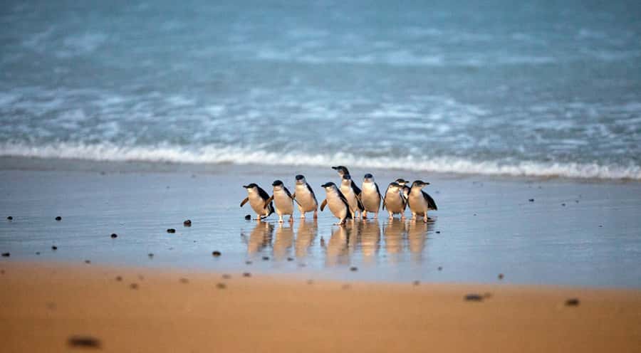 Phillip Island: Penguin Parade and Multi Attraction Pass - How to prepare for the chilly sunset viewing