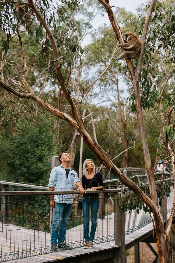 Phillip Island: Penguin Parade and Multi Attraction Pass - Koala Conservation Reserve: the quiet star of the pass