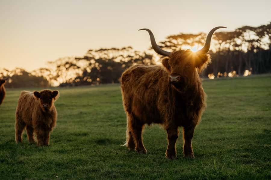 Phillip Island: Penguin Parade and Multi Attraction Pass - Churchill Island Heritage Farm and Victoria’s early farming story