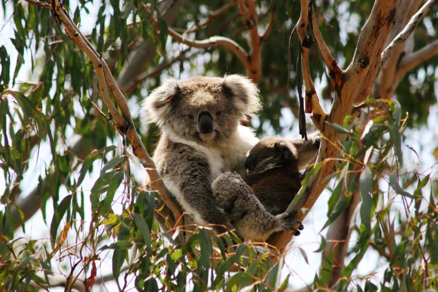 Phillip Island: Penguin Parade and Multi Attraction Pass - A sensible way to plan the day