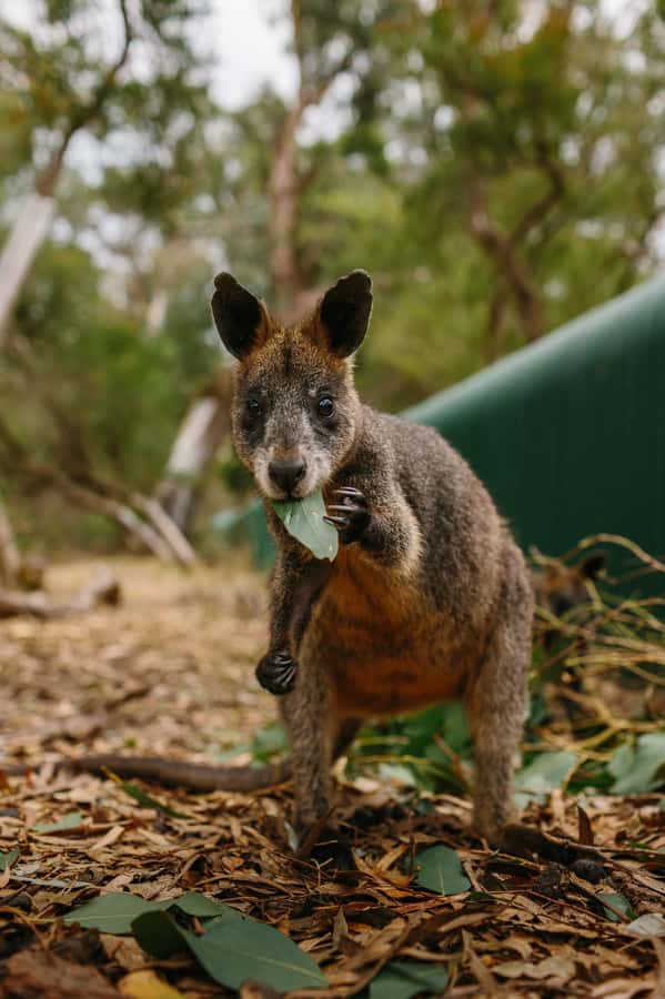 Phillip Island: Penguin Parade and Multi Attraction Pass - A few drawbacks worth weighing