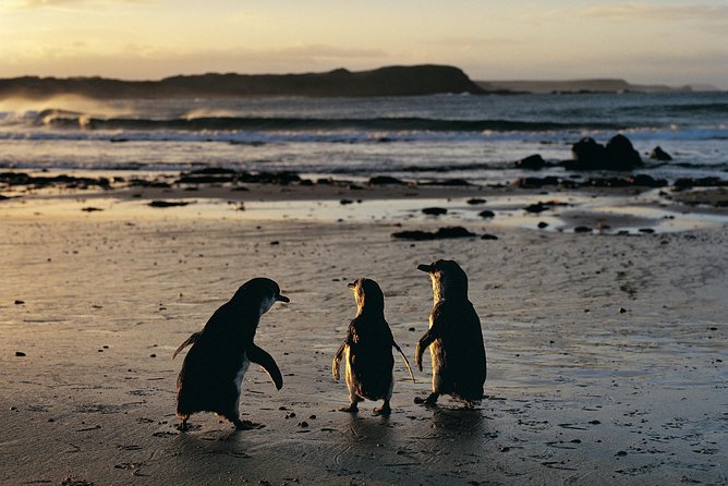 Phillip Island Penguin Parade Day Trip with Koalas from Melbourne - Cape Woolamai Beach and the island’s open coast