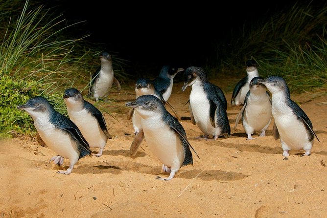 Phillip Island Penguin Parade Day Trip with Koalas from Melbourne - Cowes, the practical meal stop