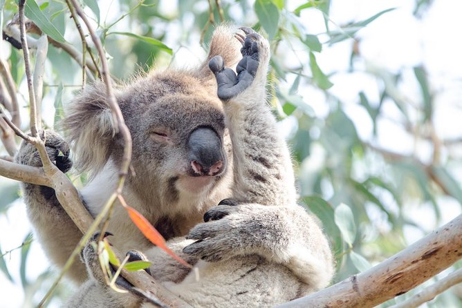 Phillip Island Penguin Parade Day Trip with Koalas from Melbourne - Guides make a major difference