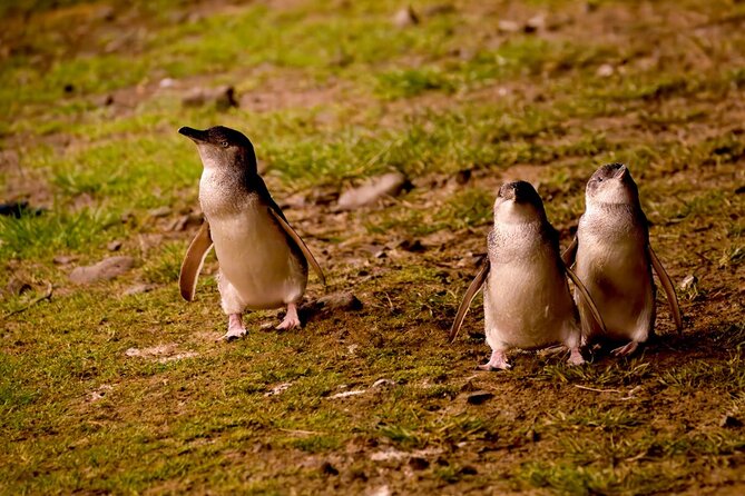 Phillip Island Penguin Parade Express Tour from Melbourne - Why the penguin parade is worth the late night