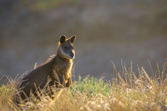 Phillip Island Penguin Parade Small-Group with Lunch and Wine - Six useful facts before you book