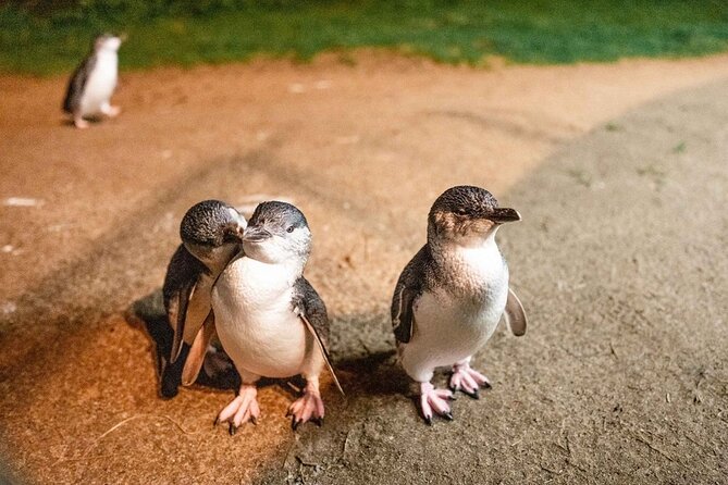 Phillip Island Penguin Parade Small-Group with Lunch and Wine - San Remo gives you a first taste of the coast