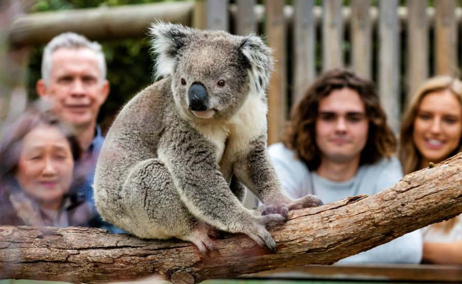 Phillip Island Penguin Parade with Expert Local Guide - Five things to know before you book