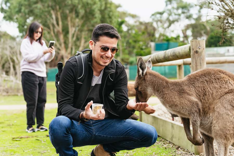 Phillip Island Penguin Parade with Expert Local Guide - Brighton Beach’s colorful bathing boxes