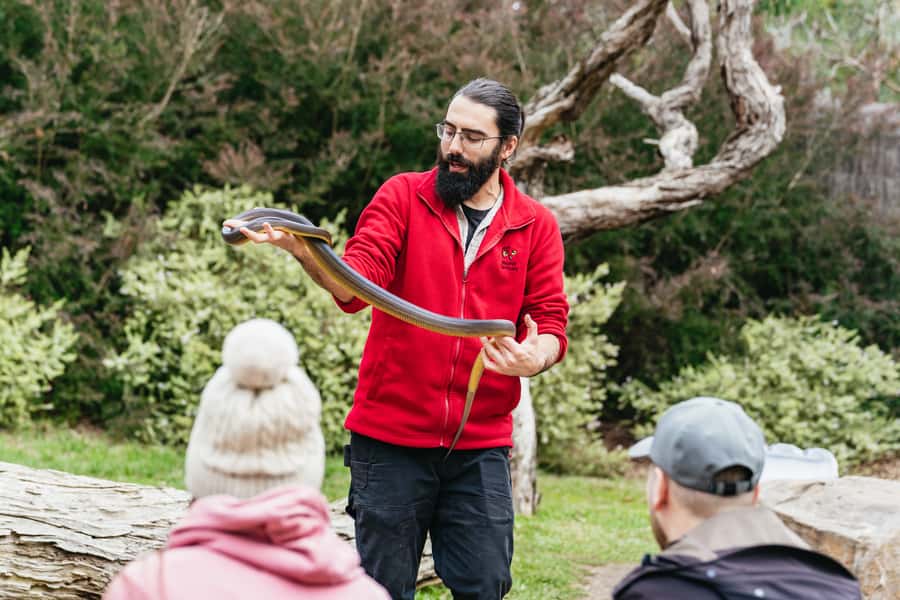 Phillip Island Penguin Parade with Expert Local Guide - Moonlit Sanctuary: the strongest daytime stop