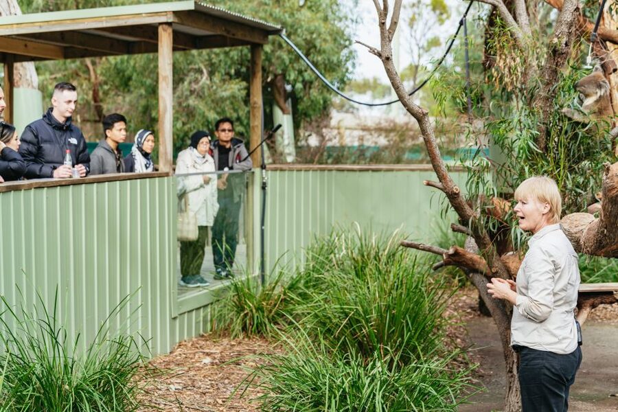 Phillip Island Penguin Parade with Expert Local Guide - Cape Woolamai and Phillip Island’s open coast