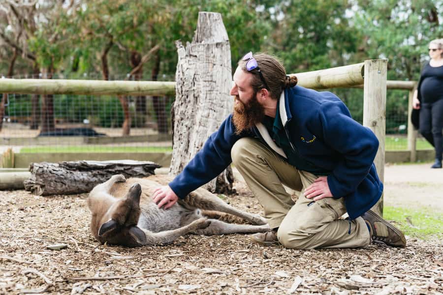 Phillip Island Penguin Parade with Expert Local Guide - What the guide adds to a long day