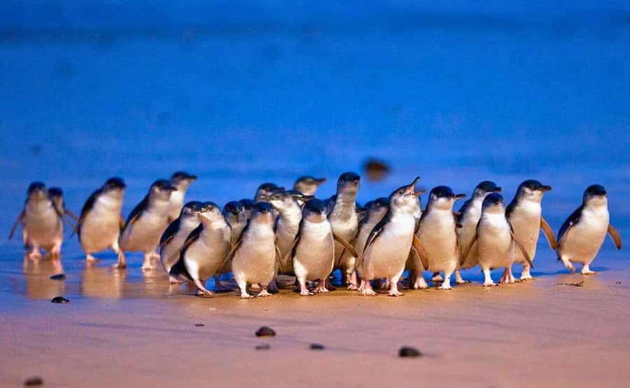 Phillip Island Penguin Parade with Expert Local Guide - Central Melbourne pickup and the ride south