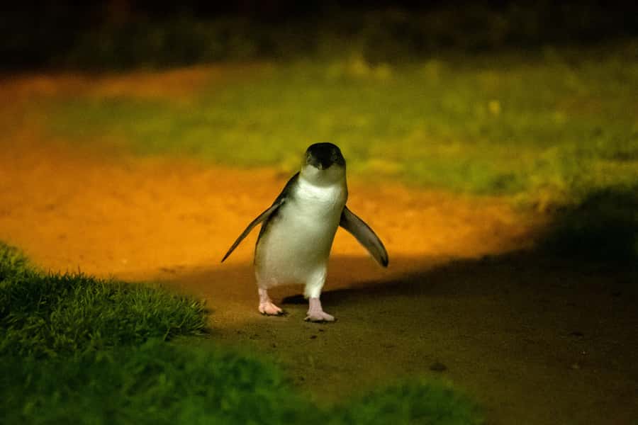 Phillip Island: Penguins and Wildlife Full-Day Tour - Why this Phillip Island day trip works