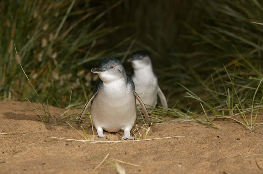 Phillip Island: Penguins and Wildlife Full-Day Tour - Woolamai Beach and Cape views