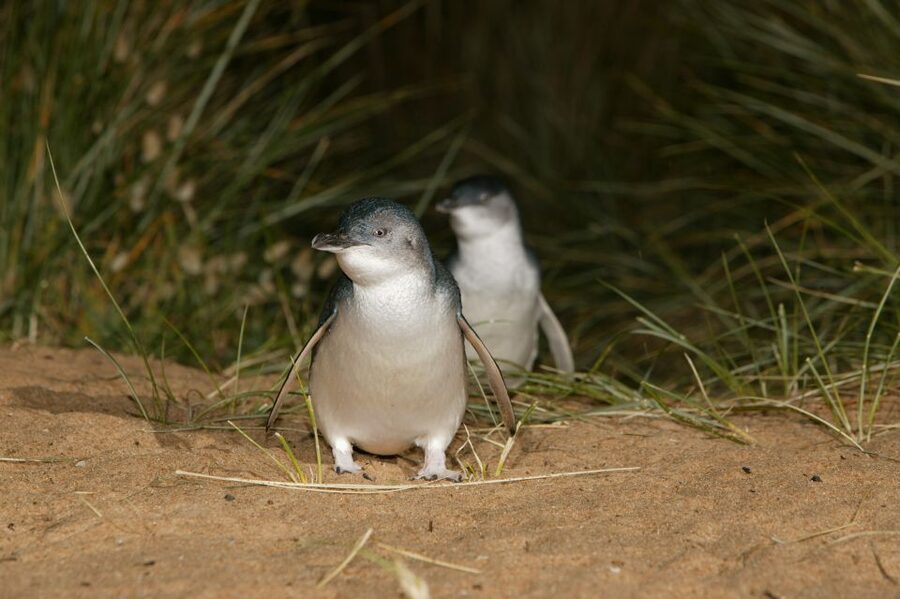Phillip Island: Penguins and Wildlife Full-Day Tour - Guides make the long day easier