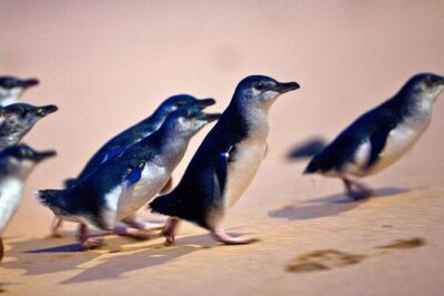 Phillip Island Penguins & Wildlife Day Tour from Melbourne