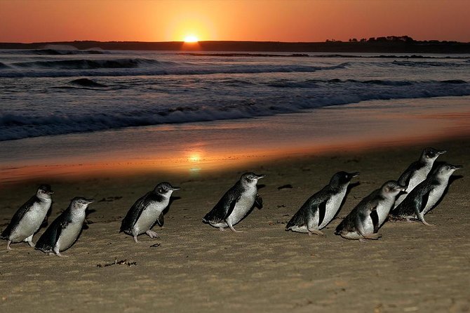 Phillip Island Penguins & Wildlife Day Tour from Melbourne - Is 12 to 14 hours too long?