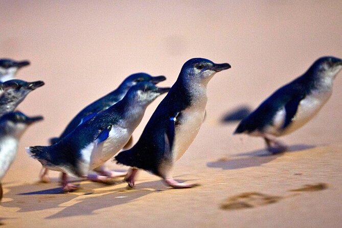 Phillip Island Penguins & Wildlife Day Tour from Melbourne - Melbourne pickup and the ride south