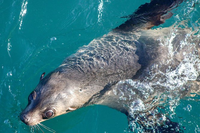 Phillip Island Seal-Watching Cruise - Key points to know before boarding