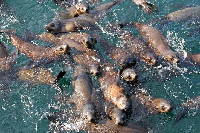 Phillip Island Seal-Watching Cruise - The approach to Seal Rocks
