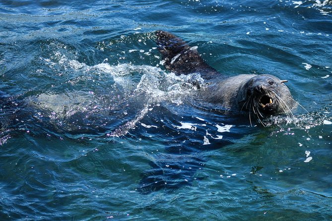 Phillip Island Seal-Watching Cruise - How the timing works with a Phillip Island day