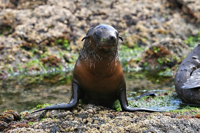 Phillip Island Seal-Watching Cruise - Who will enjoy this cruise most