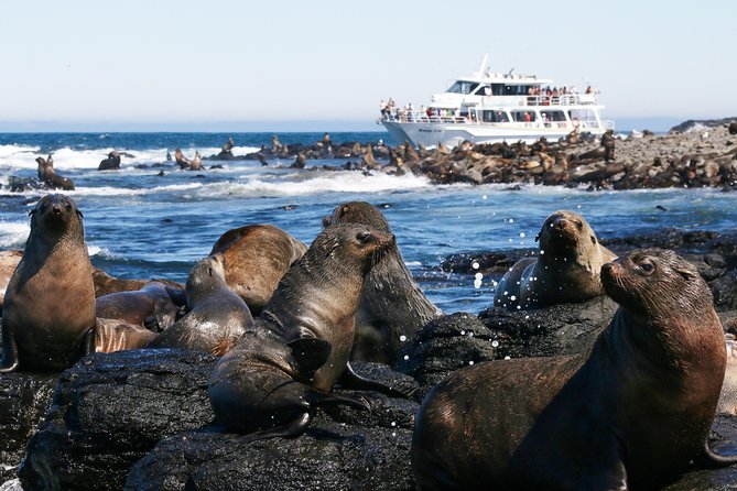 Phillip Island Seal-Watching Cruise - Watching wildlife from the catamaran