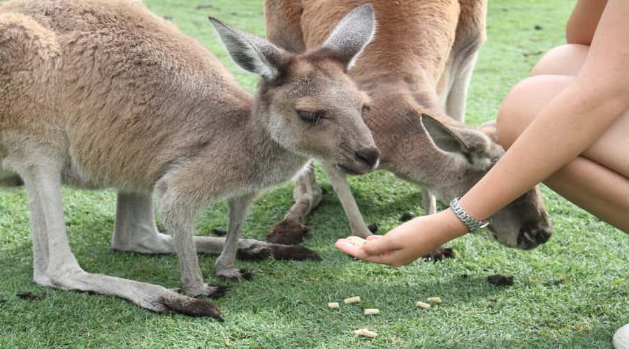 Pinnacles, Koalas, 4WD & Sandboarding Tour from Perth - Cervantes fish and chips, plus the lobster stop