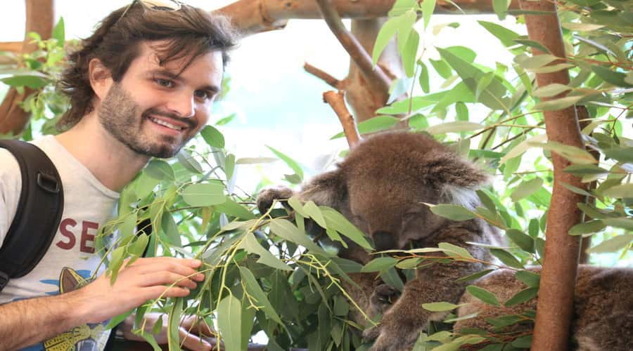Pinnacles, Koalas, 4WD & Sandboarding Tour from Perth - Caversham Wildlife Park and close animal encounters