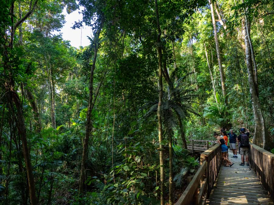 Port Douglas: Daintree Rainforest and Cape Tribulation Tour - Alexandra Lookout and the wide coastal view