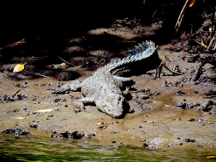 Port Douglas: Daintree Rainforest and Cape Tribulation Tour - Morning tea and the road north