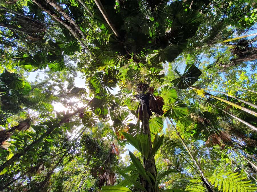 Port Douglas: Daintree Rainforest and Mossman Gorge Tour - The final rainforest walk explains the whole ecosystem