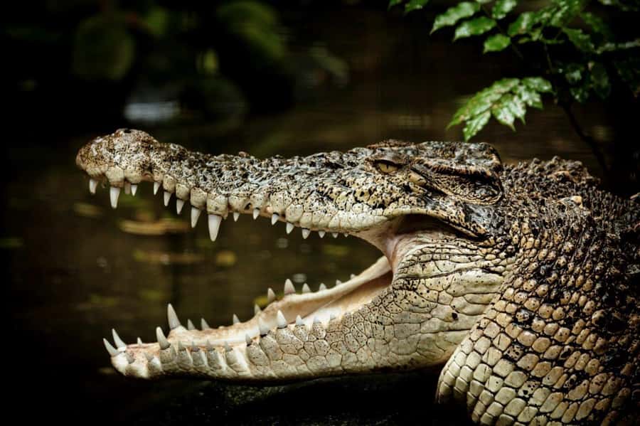 Port Douglas: Daintree Rainforest and Mossman Gorge Tour - Why this Daintree day works so well