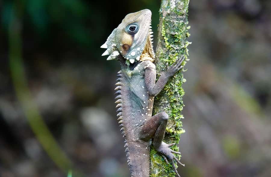 Port Douglas: Daintree Rainforest and Mossman Gorge Tour - The Daintree River cruise looks for crocodiles