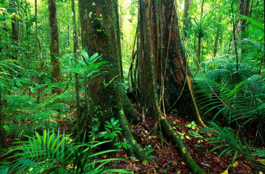 Port Douglas: Daintree Rainforest and Mossman Gorge Tour - Cape Tribulation is beautiful, but takes time