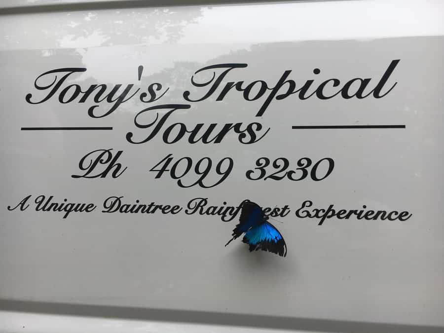 Port Douglas: Daintree Rainforest and Mossman Gorge Tour - Gateway to Paradise and a clear rainforest swim