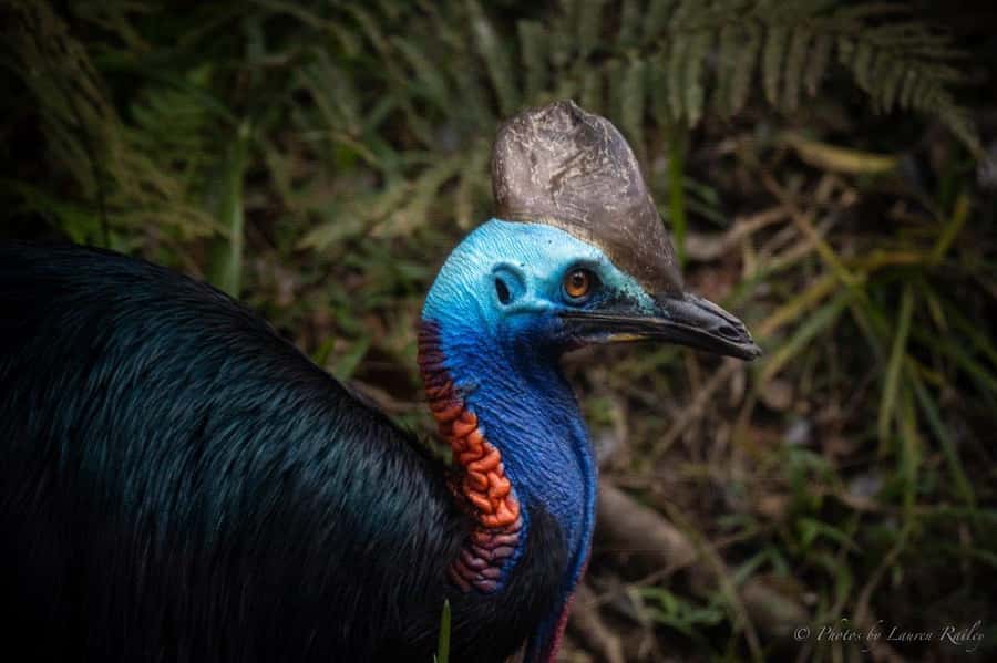 Port Douglas: Daintree Rainforest and Mossman Gorge Tour - Mossman Gorge starts the day with sound and water