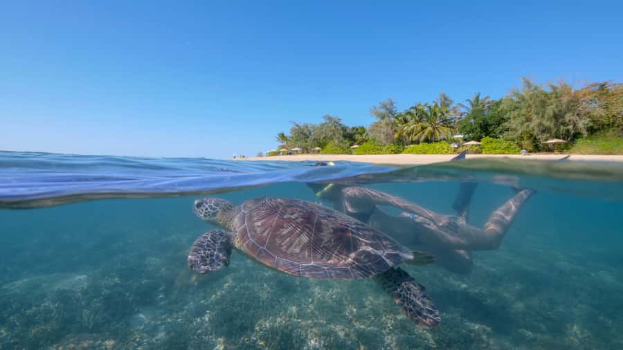 Port Douglas: Low Isles Glass Bottom Boat & Snorkeling Tour - Key points to know before you book