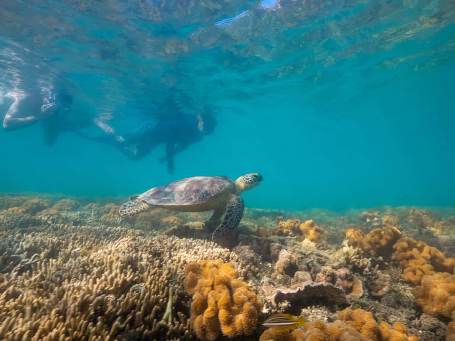 Port Douglas: Low Isles Glass Bottom Boat & Snorkeling Tour - Morning or afternoon departure?