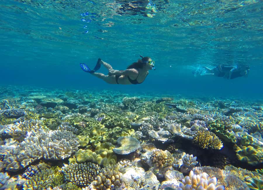 Port Douglas: Outer Barrier Reef Snorkel and Dive Options - Leaving Port Douglas for the Outer Reef