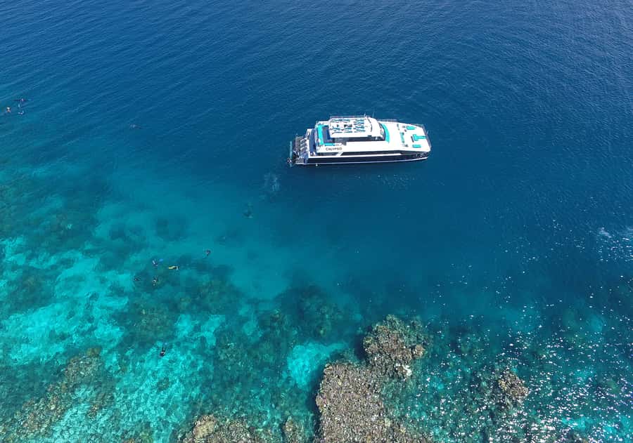 Port Douglas: Outer Barrier Reef Snorkel and Dive Options - What You Might See Under the Surface