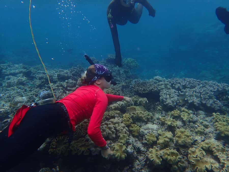 Port Douglas: Outer Great Barrier Reef Snorkeling Cruise - Second site: guided snorkeling with more to notice